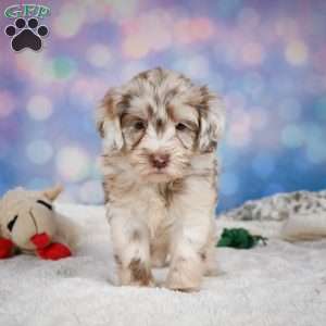 Lucy, Mini Goldendoodle Puppy